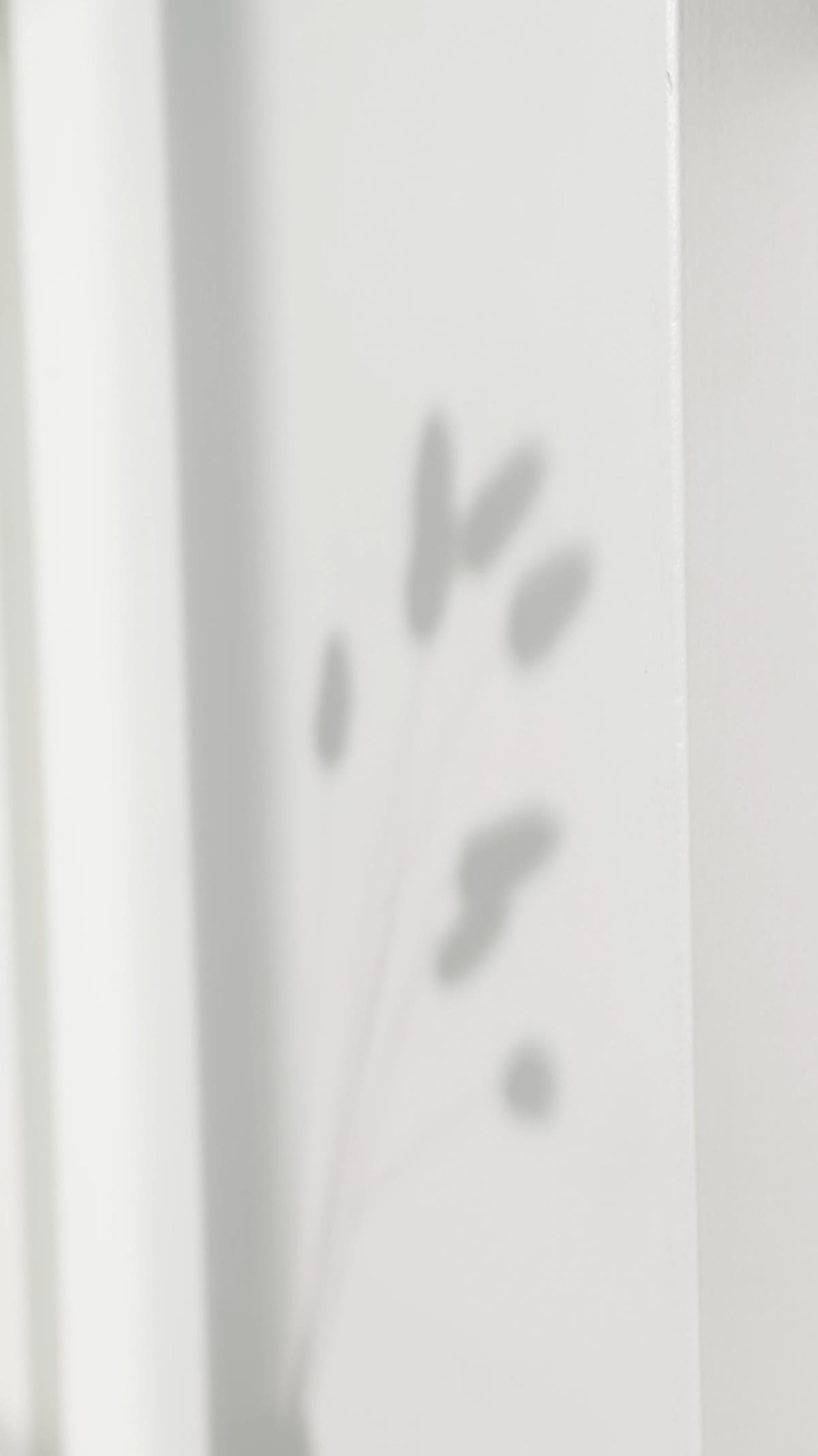 Soft plant shadows in natural light